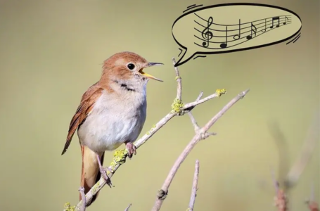photo d'un oiseau sur une branche d'arbre qui chante