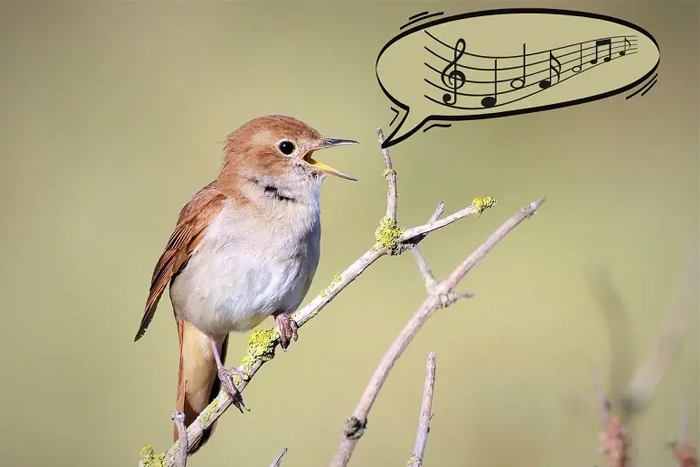 photo d'un oiseau sur une branche d'arbre qui chante